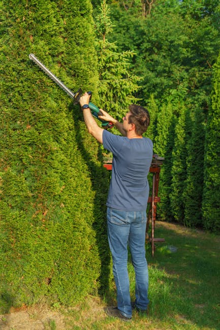 A man is performing garden maintenance by trimming a dense, green hedge with electric hedge shears. He is standing upright, wearing a blue t-shirt and dark jeans, focused on shaping the hedge. The hed